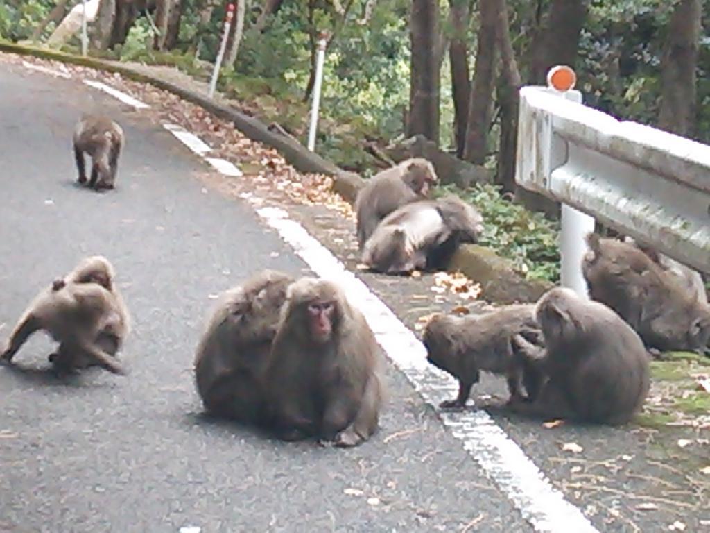 Daichan House Yakushima  Eksteriør bilde